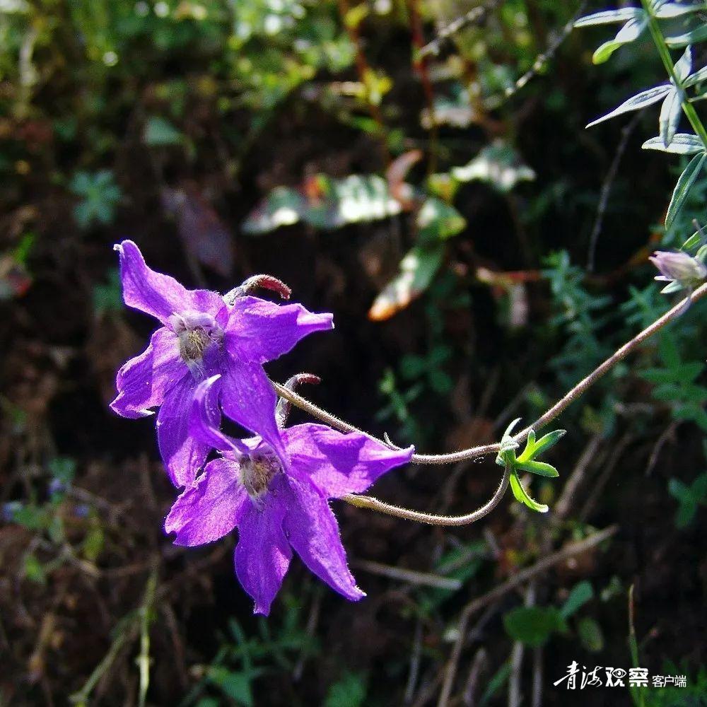 高原上的各种花真是太美了 (高原上的各种美丽花)