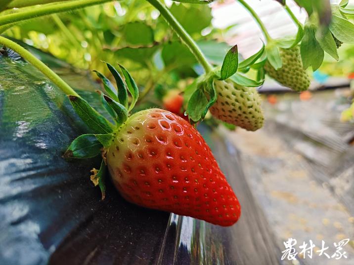 农村带货卖草莓,农村大量出售草莓苗