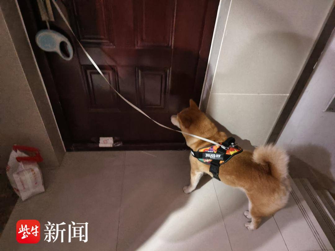 95后姑娘当遛狗师意外走红,95后姑娘替人遛狗月创收超千元