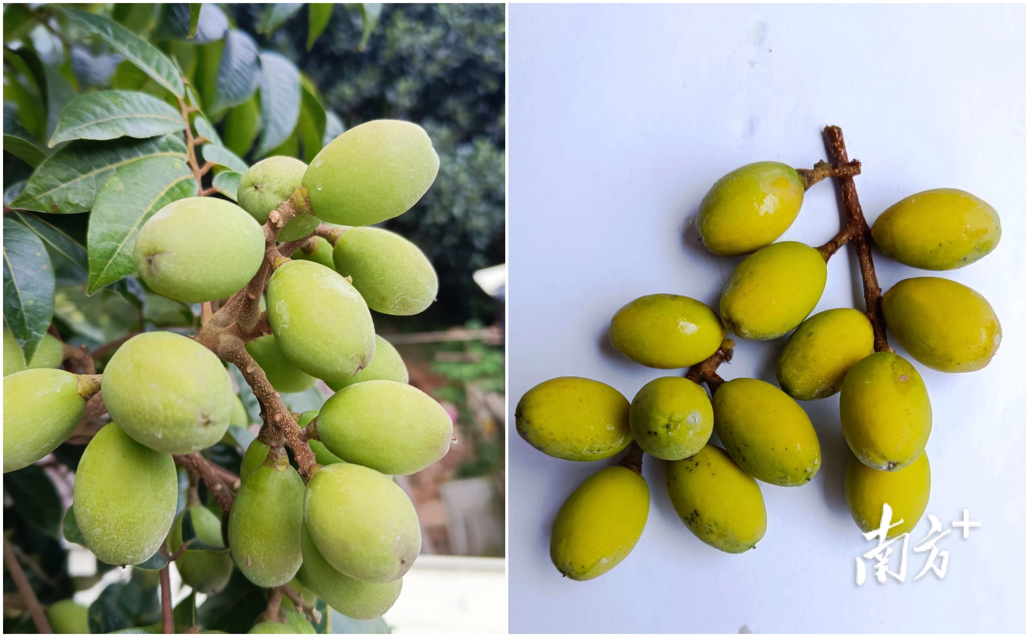 普通橄榄与三捻橄榄的区别,市面上好吃的橄榄有几个品种