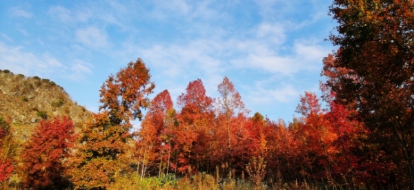 榛旇タ鍗楃湡姝ｇ殑搴峰吇涔嬪湴,榛旇タ鍗楃殑鍐ぉ