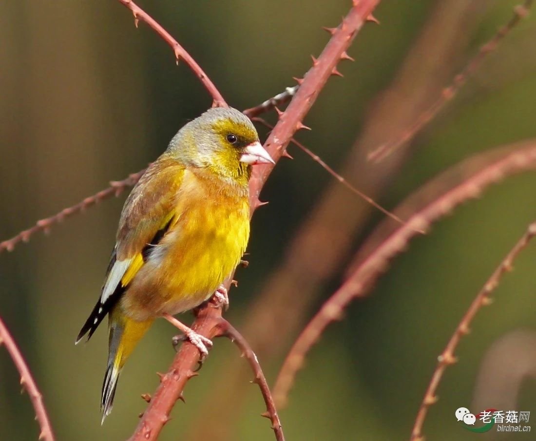 2022年维也纳新年音乐会所有曲目,2022维也纳新年音乐会演奏曲目