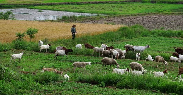 2021年羊养殖业发展趋势,河南羊产业发展趋势