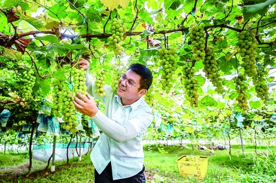 我的创业理想和梦想,我们的理想播种在希望的田野上