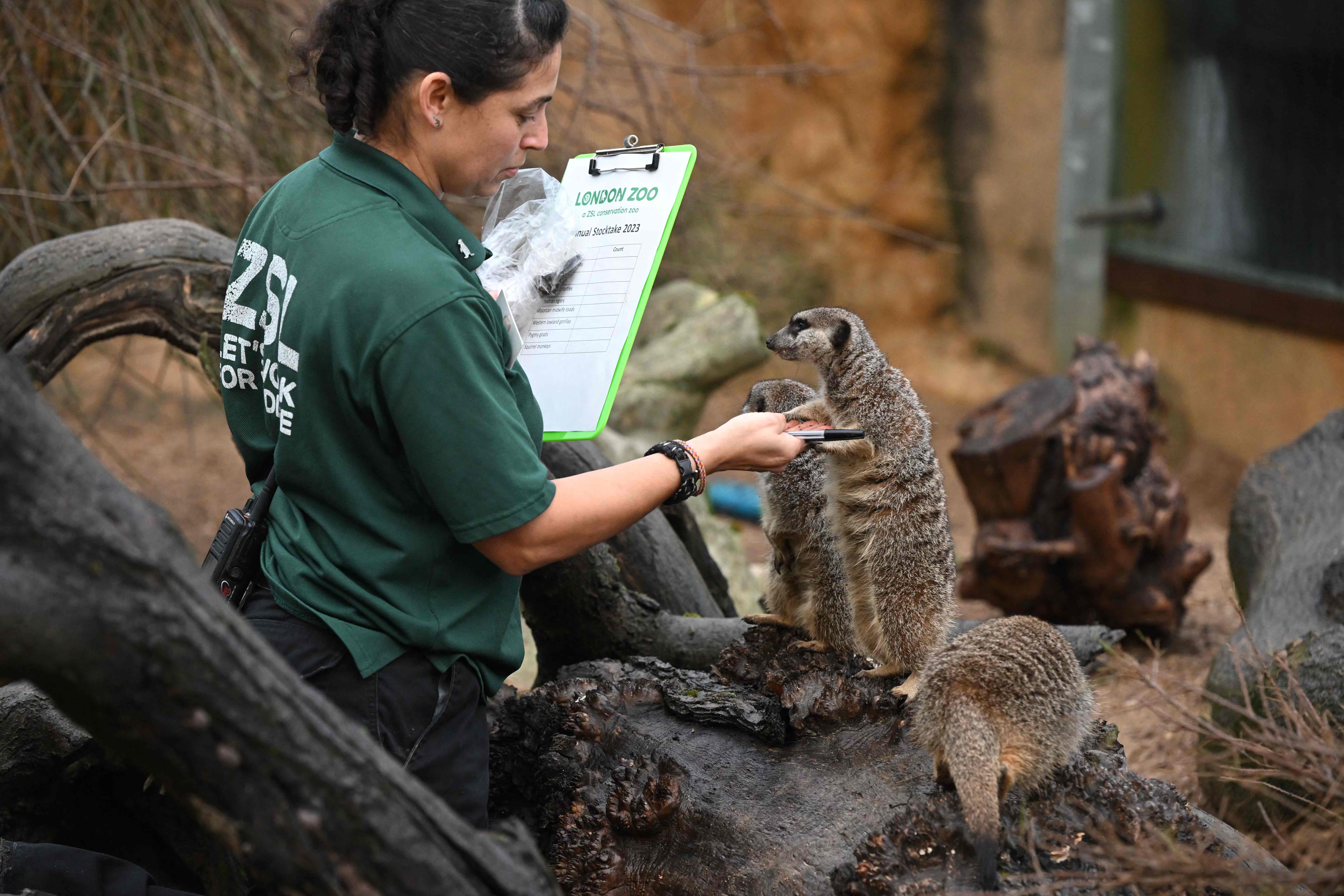 伦敦动物园动物大盘点,欧洲伦敦动物园