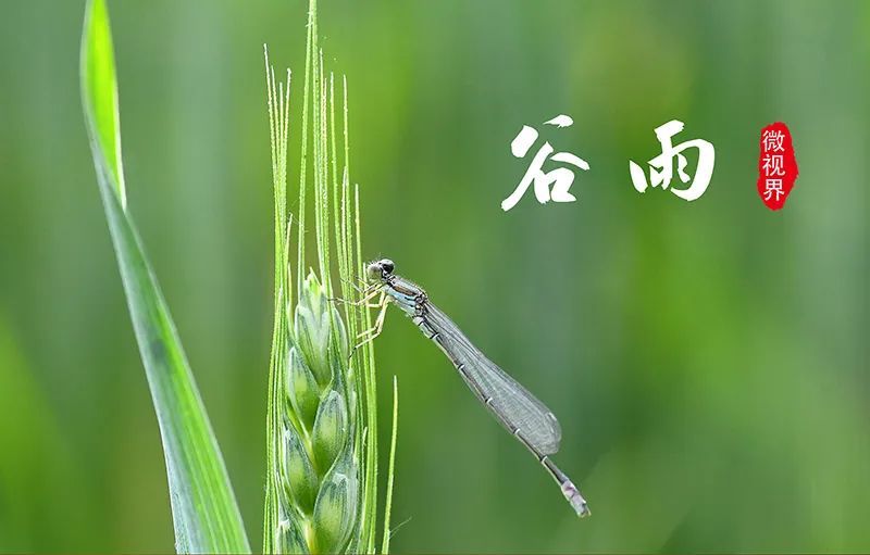 兔年每月有几个节气,兔年1月份日历