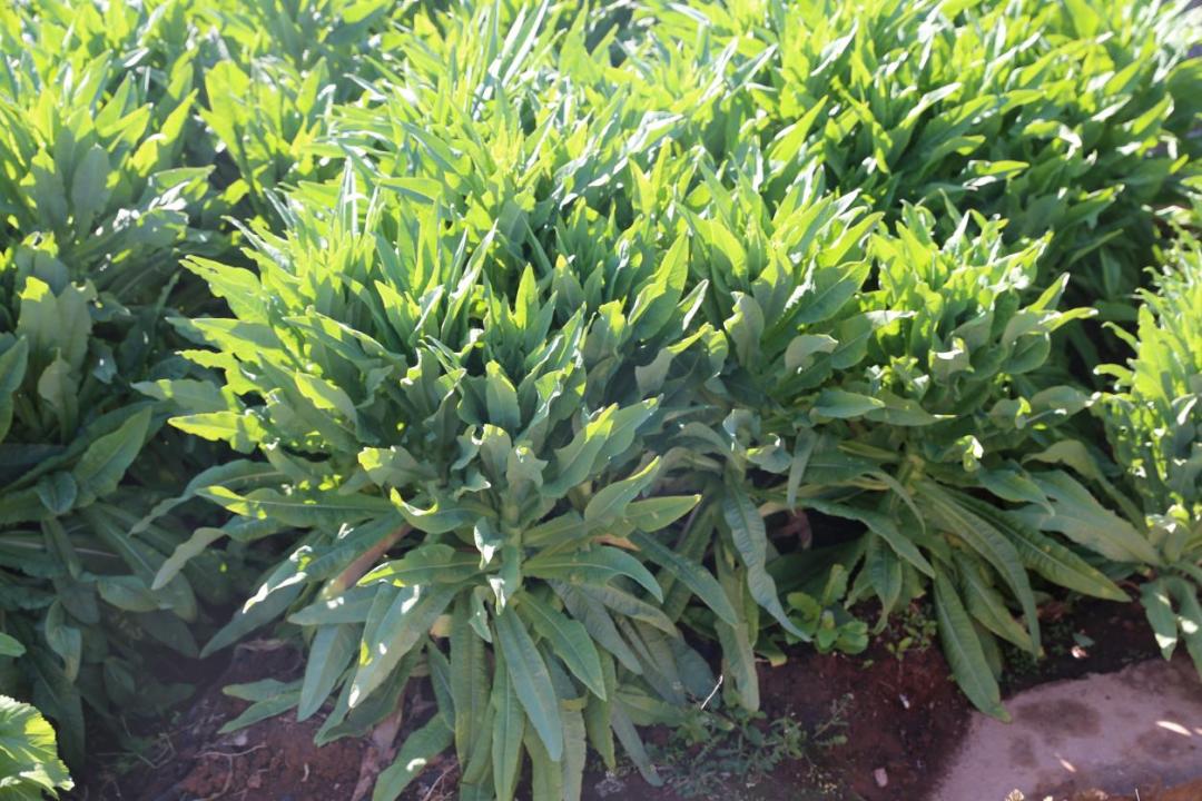 冬季也能鼓起钱袋，“奥秘”就在它！