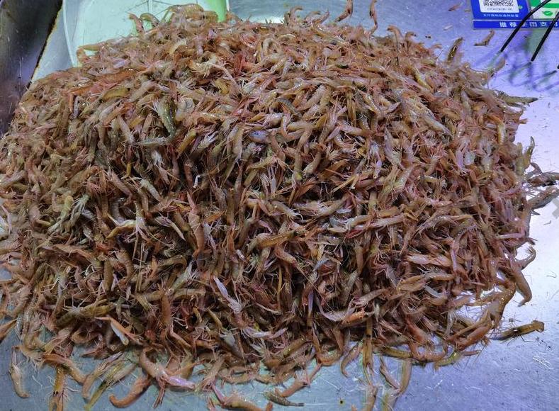 桃花虾批发市场,莱州桃花虾多少钱一斤