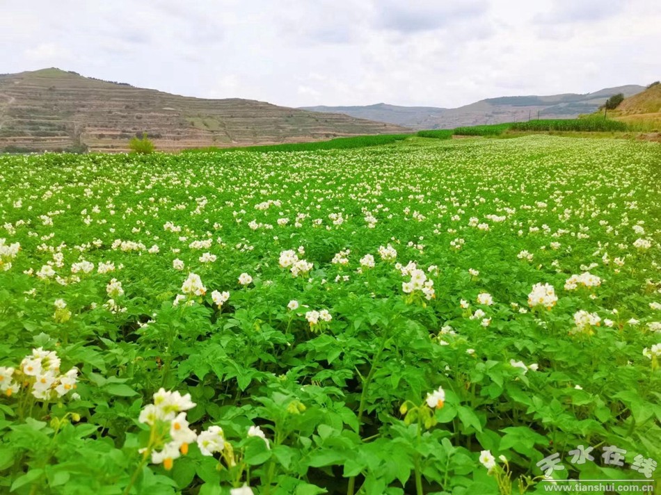 武山县重点工作会议,武山县乡村振兴四个一批