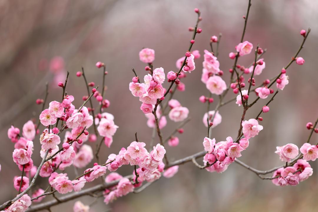 合肥最美赏梅地,合肥春季周边自驾一日游最佳路线