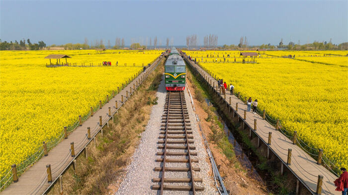 昆明王官湿地公园油菜花,昆明油菜花最佳路线图