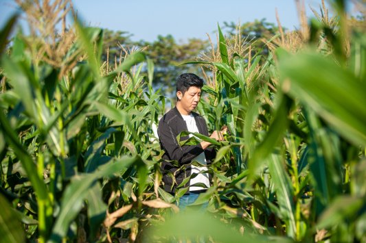 云南省西双版纳熊杰:小玉米做成大产业,傣族村寨借力电商走上致富路