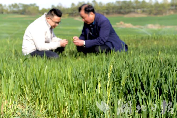 春风春雨春花盛开,春风莺飞草长陌上花开