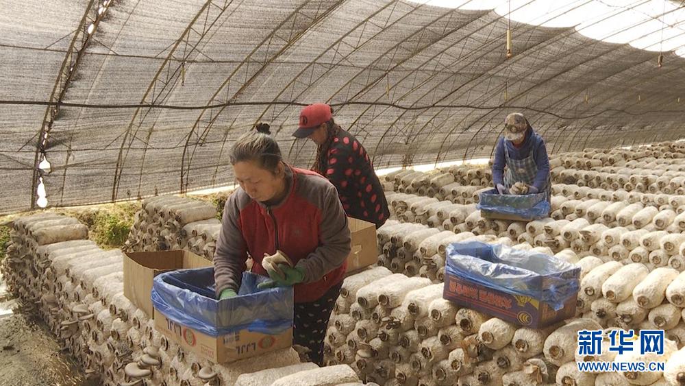 莱阳小菌菇撑起乡村振兴致富伞,正阳县小平菇撑起乡村振兴致富伞