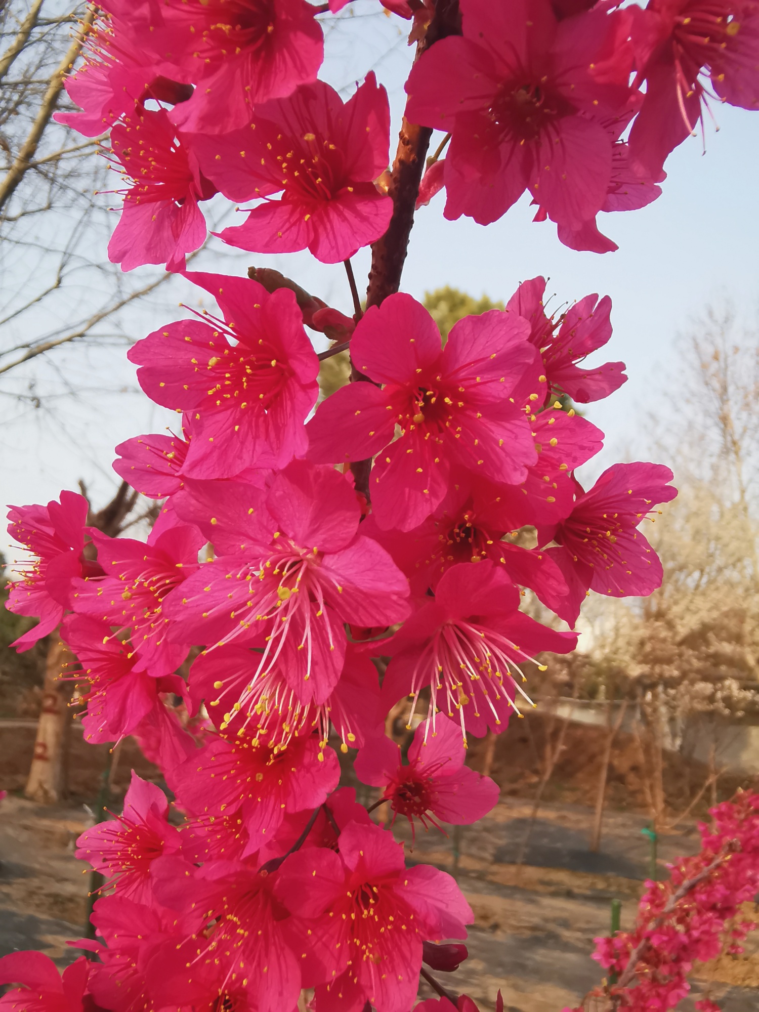 “楚”字头樱花品种再上新！武汉国樱“八楚争妍”