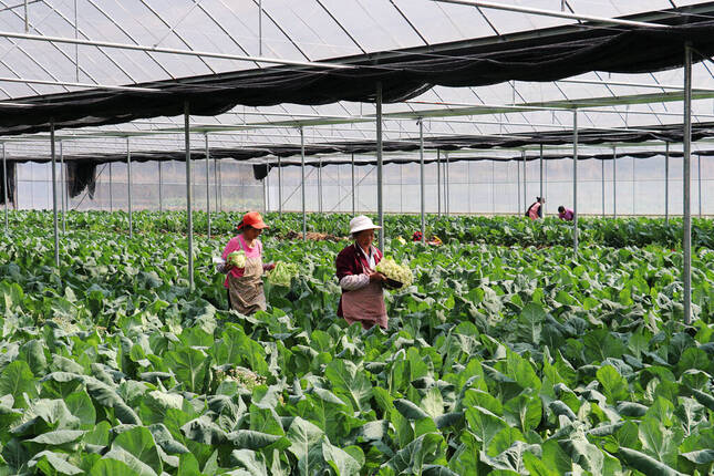 宣威市田坝镇发展,宣威市田坝镇收入