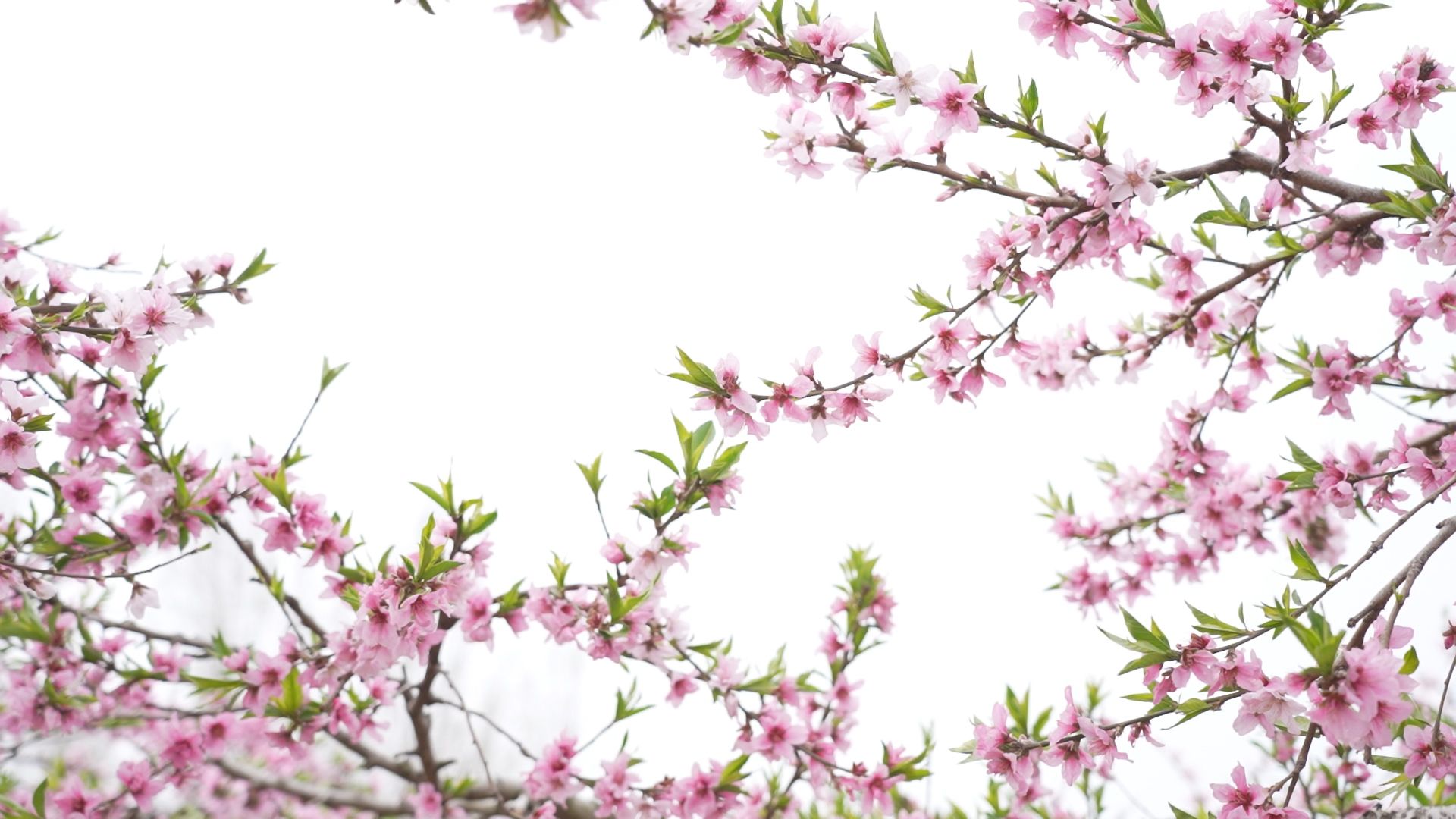 如诗如画最美田园风光,醉人的田园风光让人赏心悦目