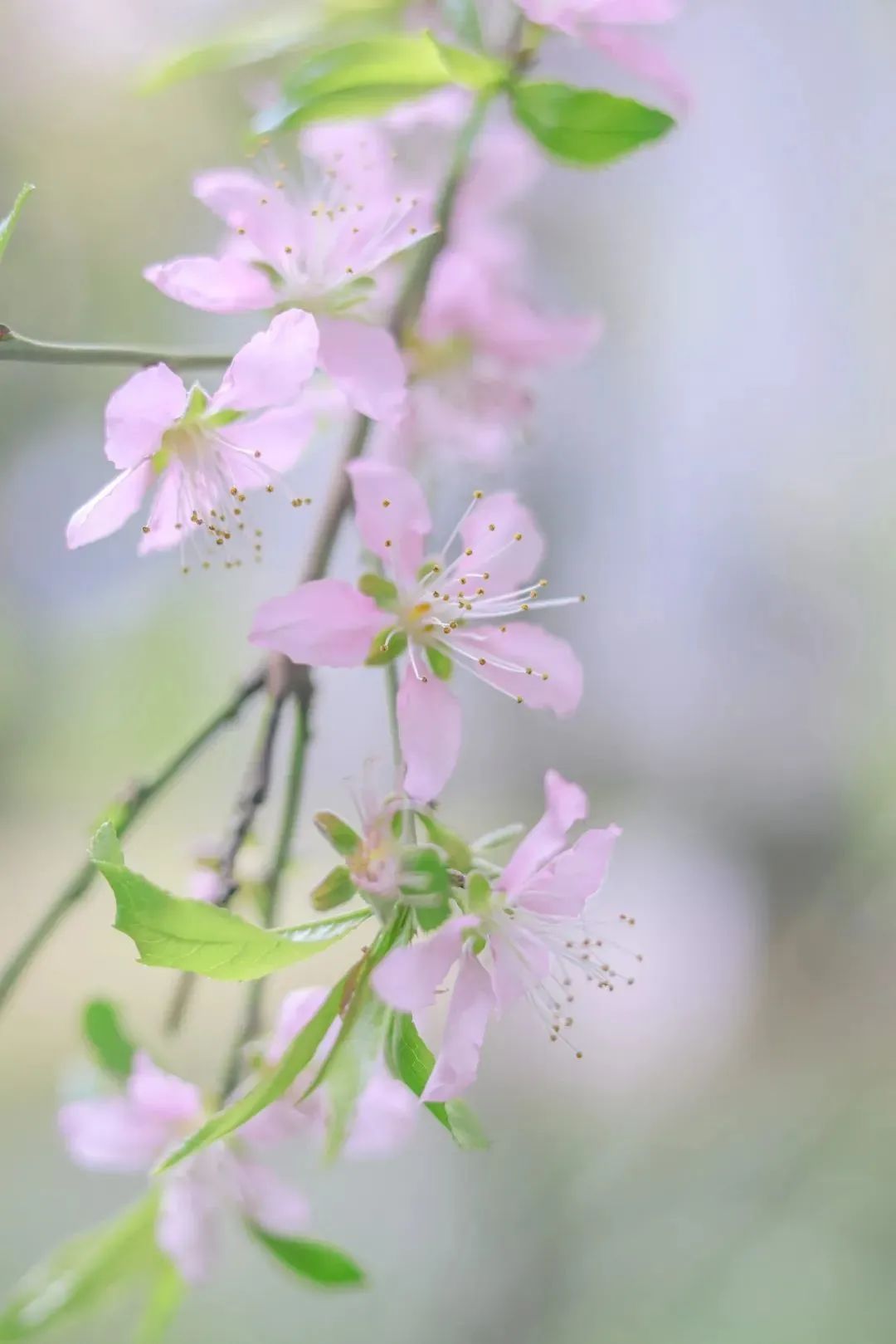 春日赏花先识花，识花先看这一篇~