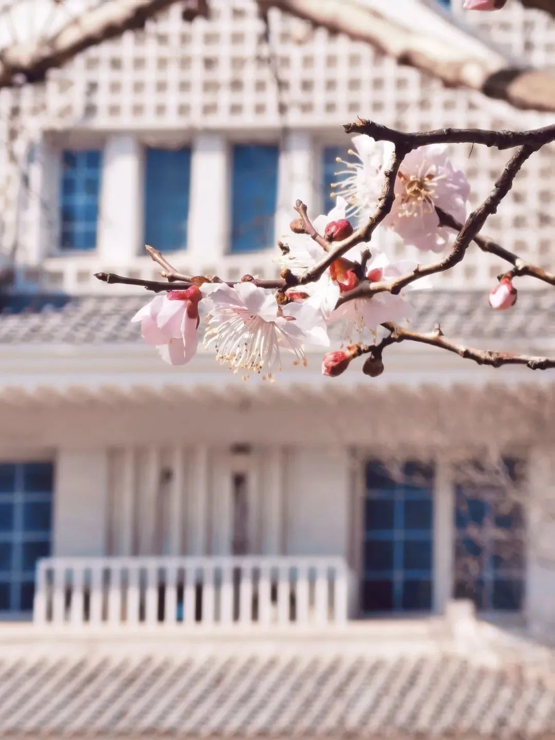 春日赏花先识花，识花先看这一篇~