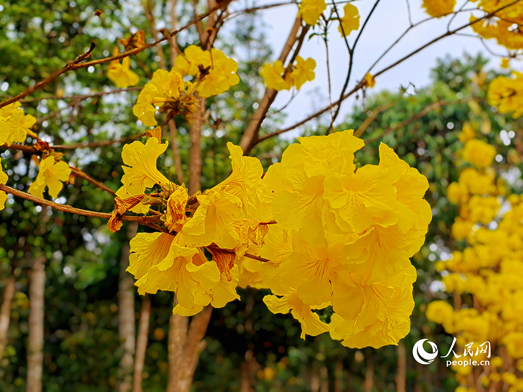 春天花“卉”开朵朵含情迎客来