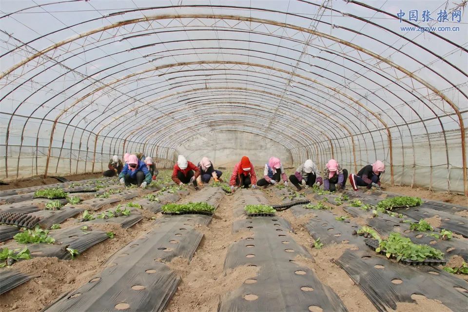 发展生态农业与乡村振兴,民乐新模式推动农业高质高效发展