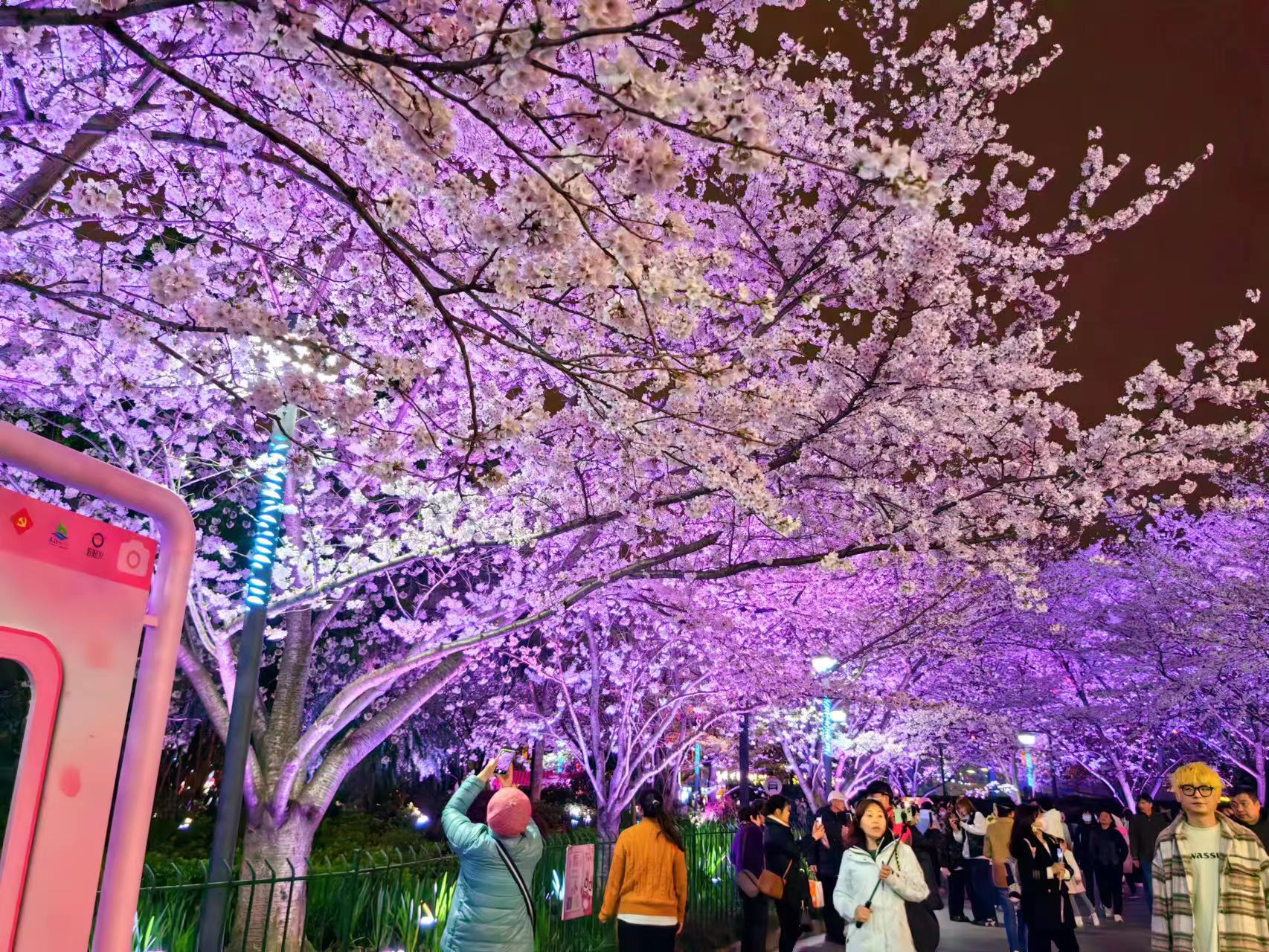 周末相约赏樱花,相约周末赏樱花