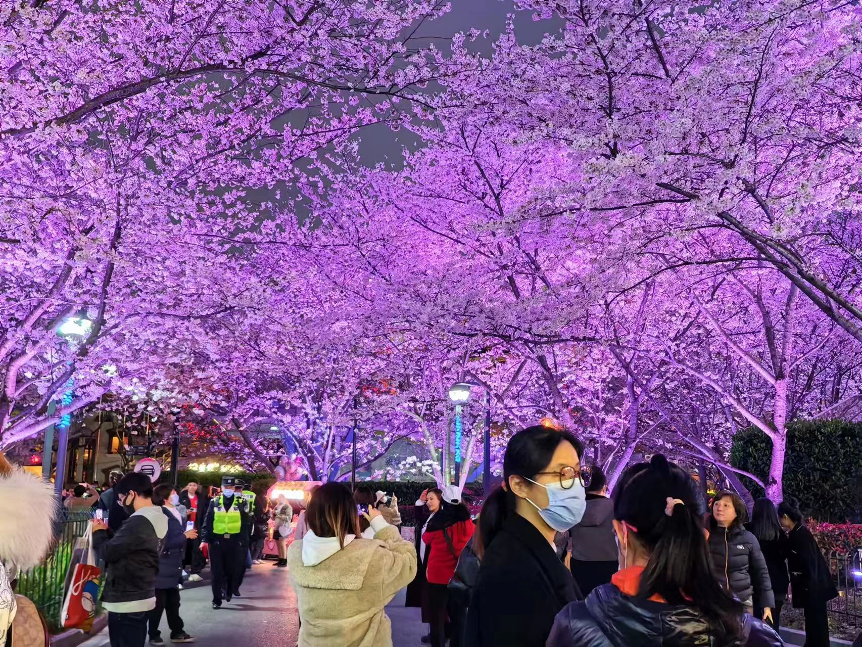 周末相约赏樱花,相约周末赏樱花