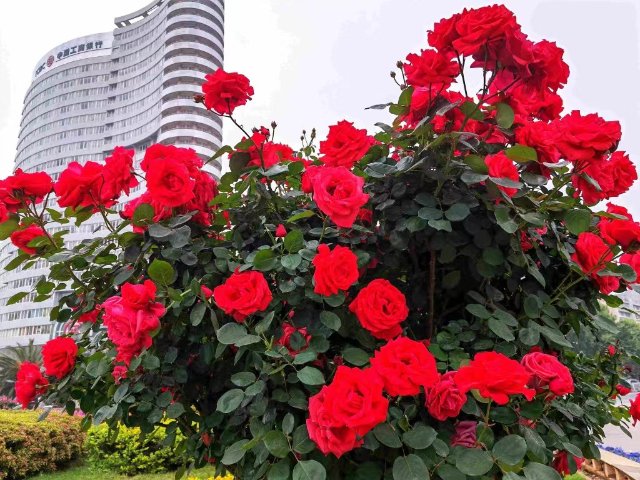 有一种叫云南的生活|云南的“宝藏绿化带”里可不只有迷迭香!