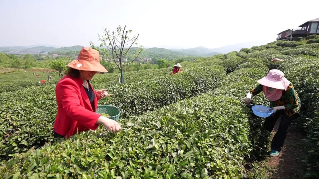 孝昌茶叶节,最美茶乡采茶节
