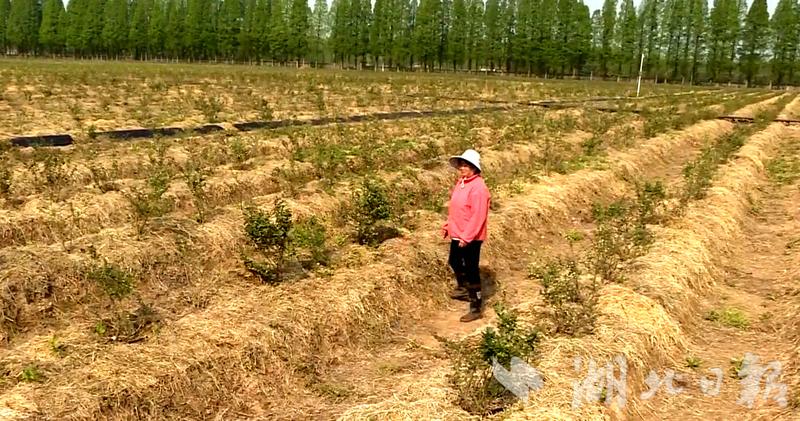 杨家厂镇公安县,公安县杨家厂发展