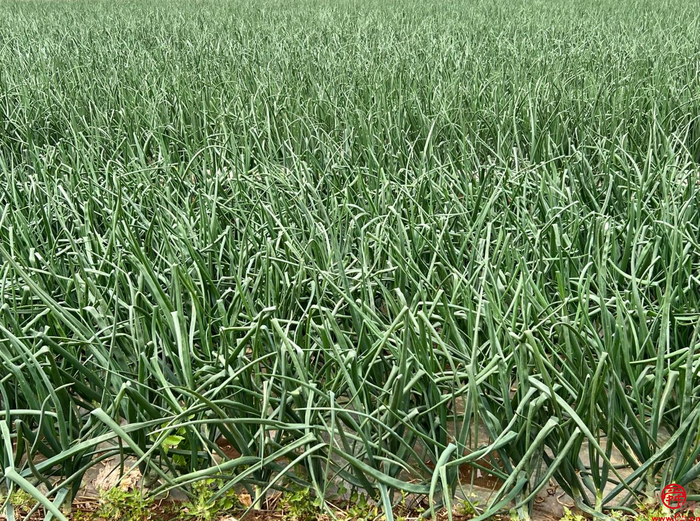 以农文旅融合赋能乡村振兴,文旅深度融合赋能乡村振兴