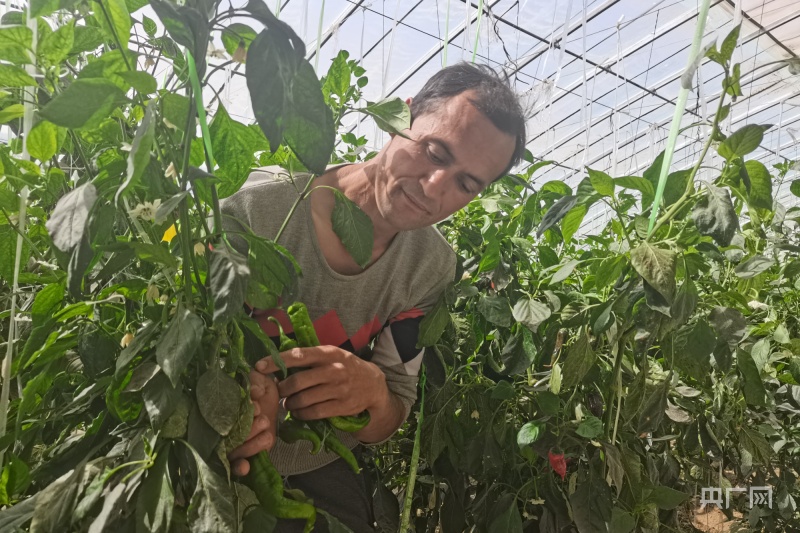 发展特色农业助力乡村振兴,乡村振兴富民兴疆