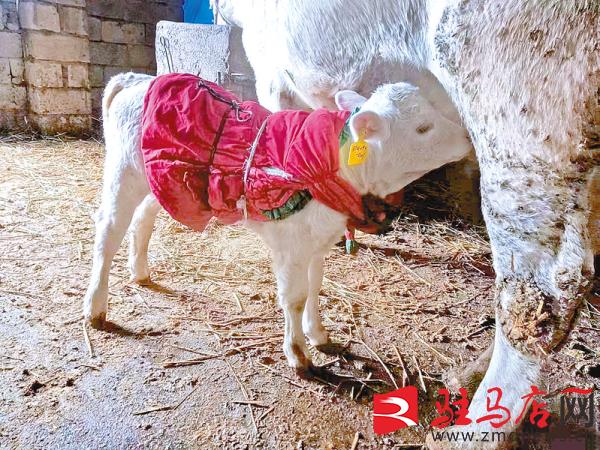 泌阳县“90后”大学生和她的牛宝宝