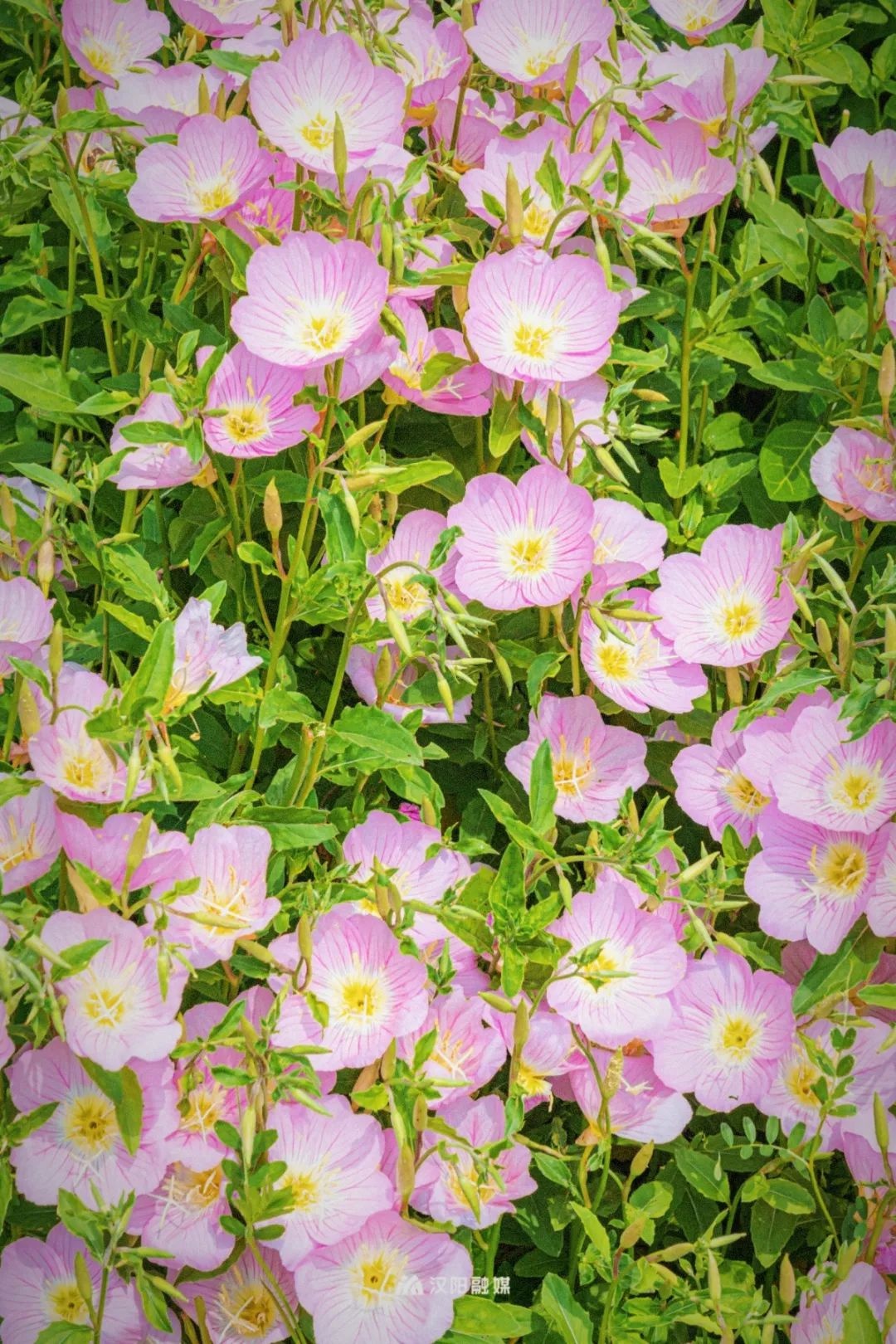 武汉旅游值得带的东西,武汉汉阳两日游最佳攻略