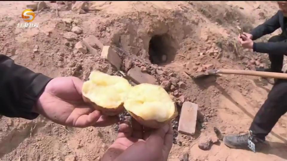 《今日聚焦》——寻找土特产变身金饭碗的路径（一）土豆的“魔法”