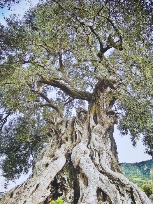 东西问丨赵海云:从地中海“远嫁”而来的油橄榄,如何适应“东方水土”?