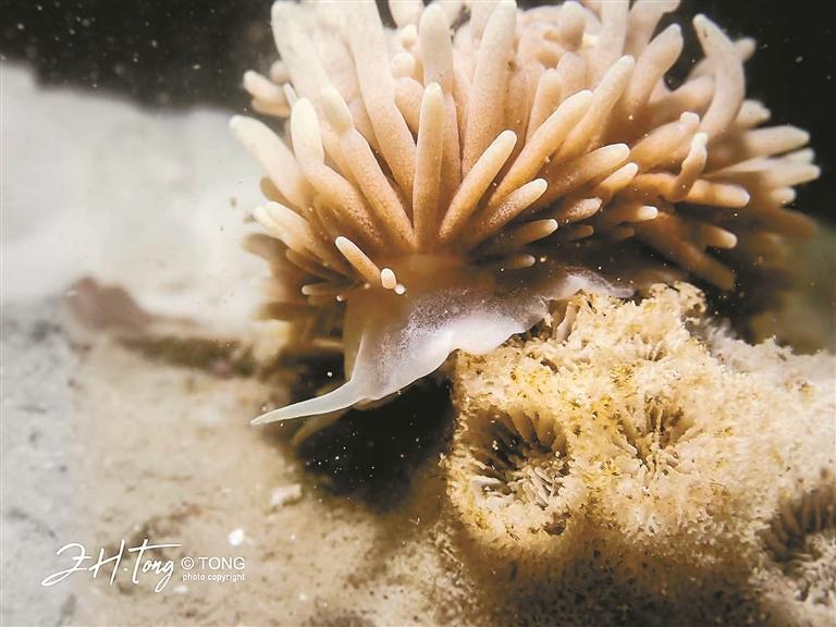 全国首档全年不间断海底慢直播栏目上线，深圳海底“十二时辰”收获海量关注