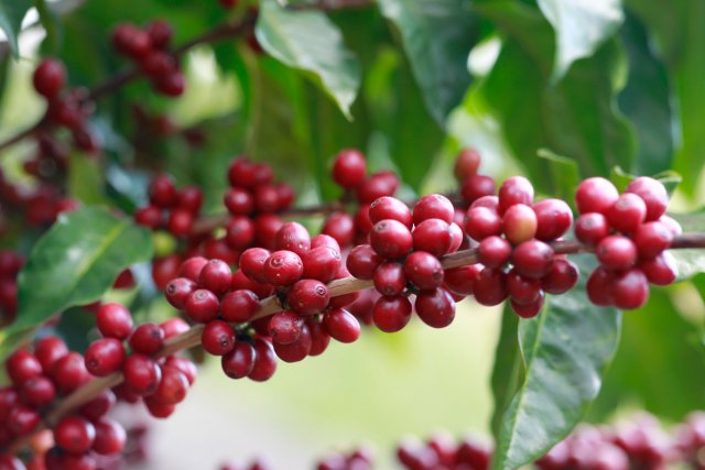 五一来保山体验小粒咖啡品鉴,保山小粒咖啡文化月地点