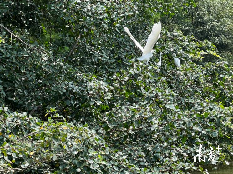 华媒看湾区|在小鸟天堂感受“绿”美广东