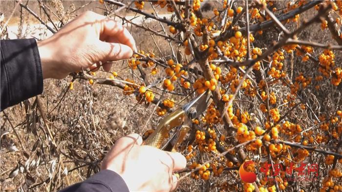 定西沙棘果推荐,甘肃漳县沙棘种植基地