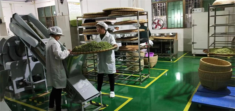 乡村振兴支柱产业茶,茶产业乡村振兴示范村