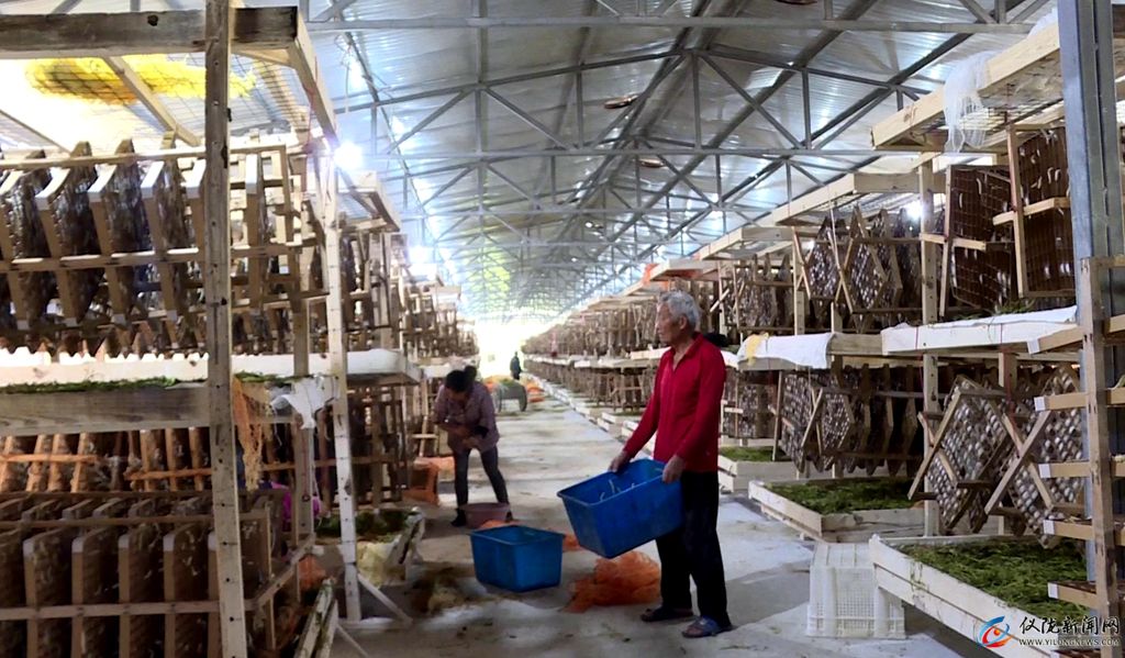 第一批蚕几月出,第一批春蚕茧