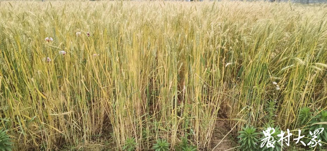 非遗麦秆扇,非遗飘漆折扇