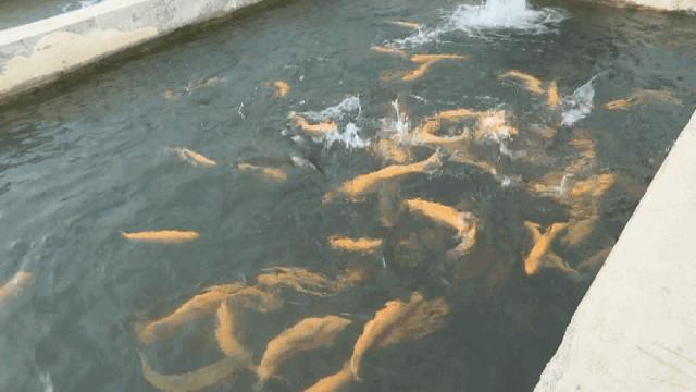 牛湖小龙虾,牛棚小龙虾