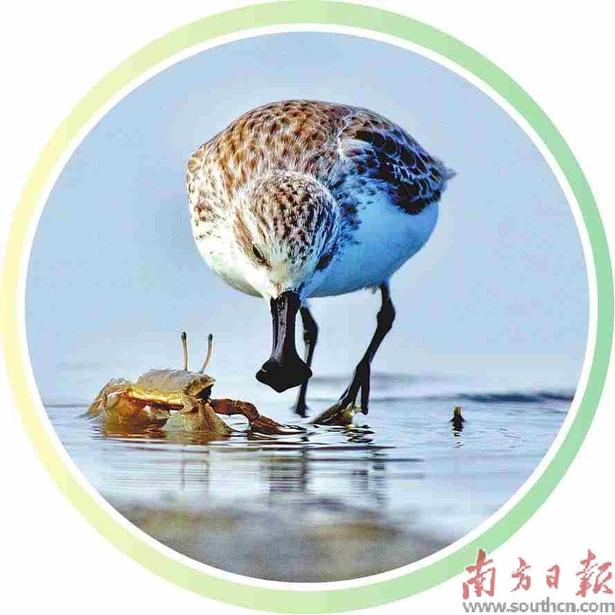 最美丽的风景与小鸟,一起享受大自然的最美小鸟