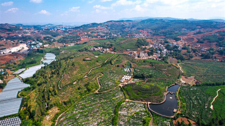 富源黄桃基地,黄桃喜获丰收带动贫困户致富