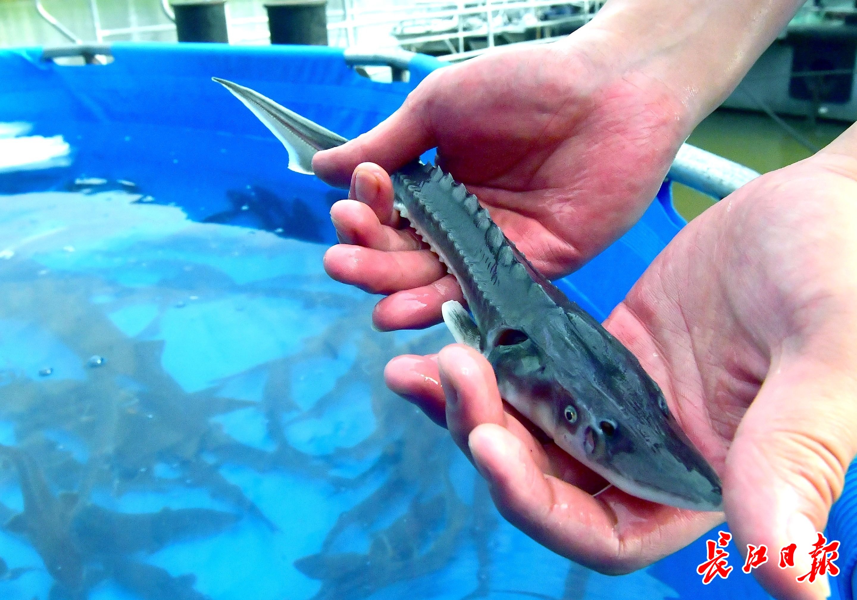 5万余尾珍稀特有鱼类放流金沙江,长江五城首次同步放流珍稀江鱼