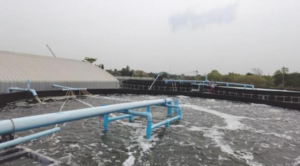 技术全曝光！无惧“玻璃苗”，虾苗整齐！这家40年历史的苗场做对了什么！