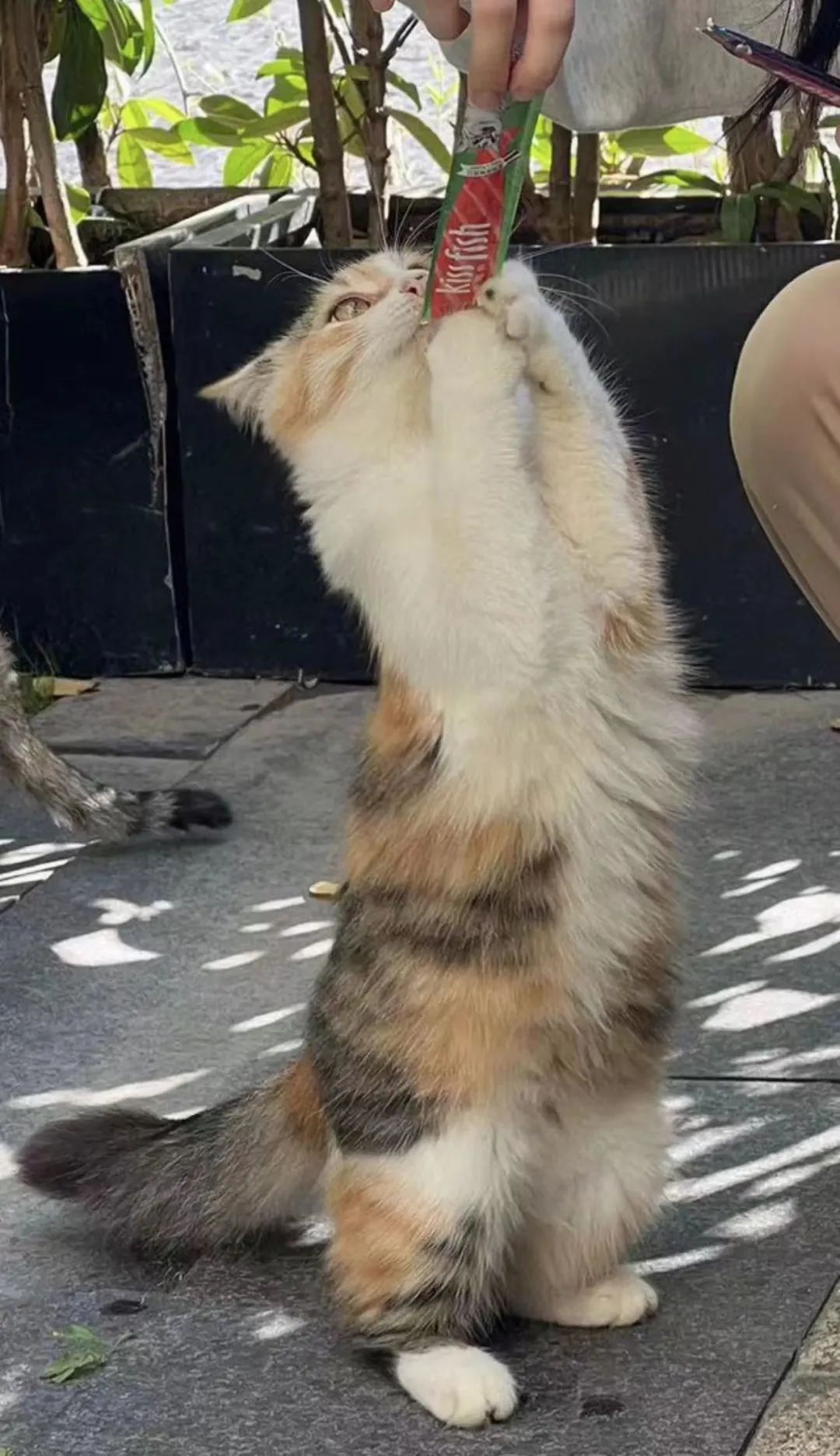 专访《PartyAnimals》制作人罗子雄：做庸俗的游戏我会看不起自己