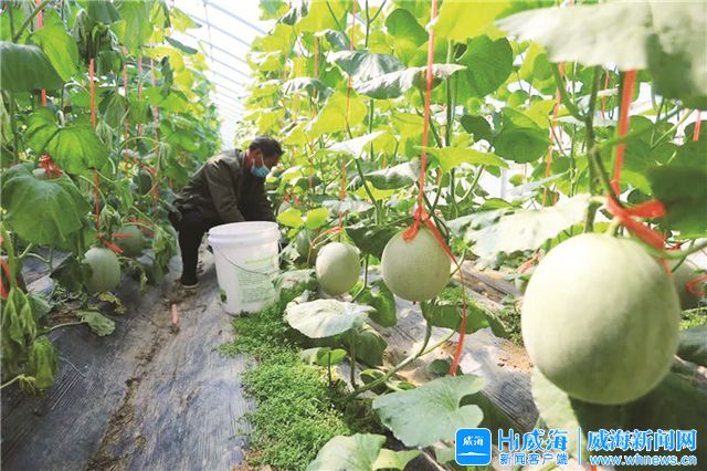 临港区草庙子所有企业,临港区草庙子镇